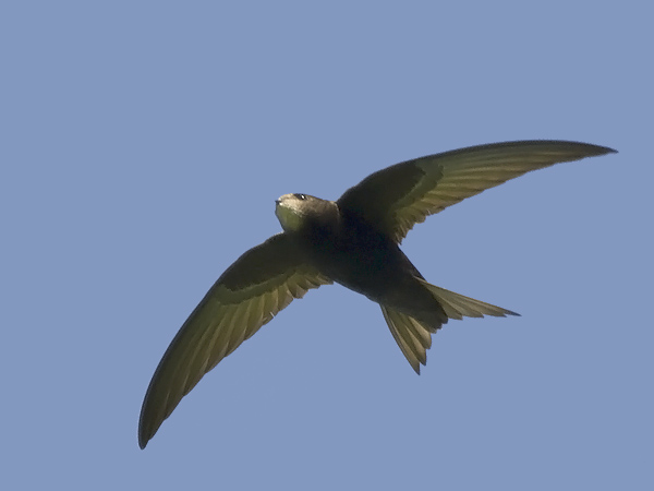 Tervapääsky, Common Swift, Apus apus